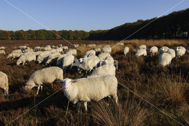 Schaap (Ovis domesticus)