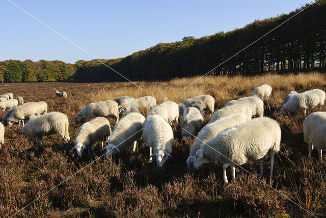 Schaap (Ovis domesticus)