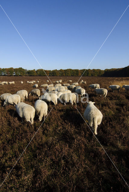 Schaap (Ovis domesticus)