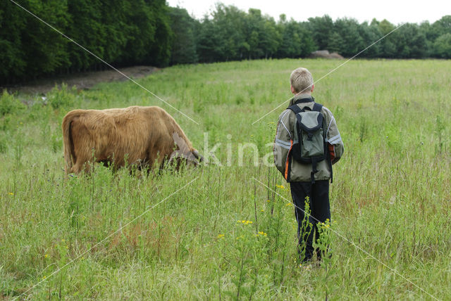 Highland Cow (Bos domesticus)