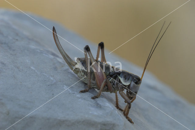 Small Alpine Bush-cricket (Anonconotus alpinus)