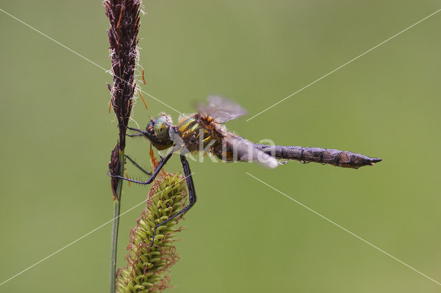 Smaragdlibel (Cordulia aenea)