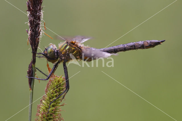 Smaragdlibel (Cordulia aenea)