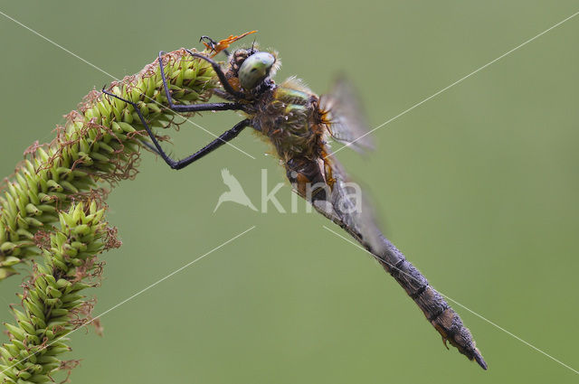 Smaragdlibel (Cordulia aenea)