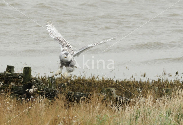 Sneeuwuil (Bubo scandiacus)