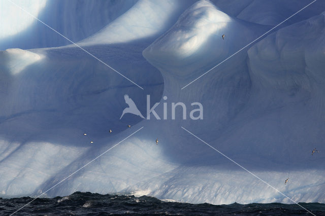 South Shetland islands