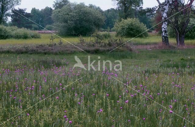 Spaanse ruiter (Cirsium dissectum)