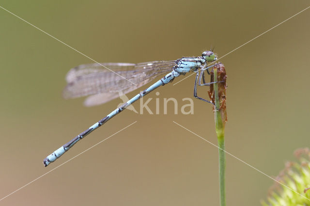 Speerwaterjuffer (Coenagrion hastulatum)