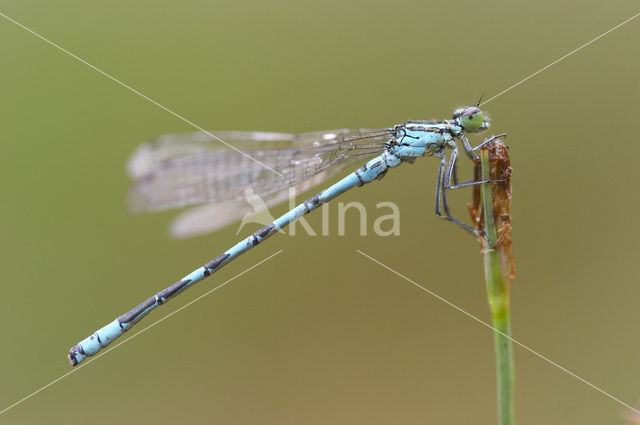 Speerwaterjuffer (Coenagrion hastulatum)