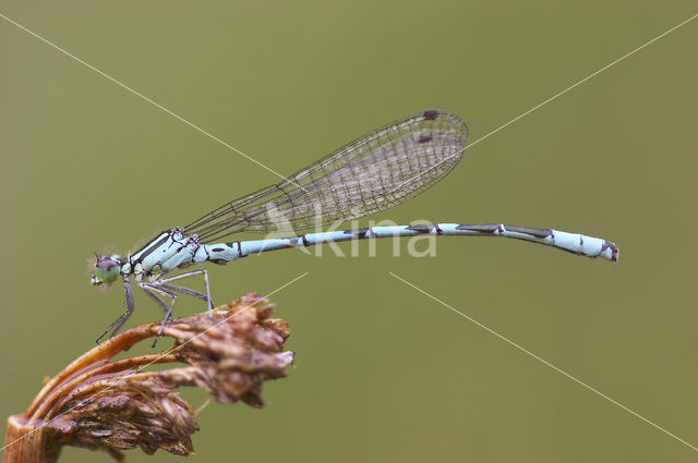 Speerwaterjuffer (Coenagrion hastulatum)