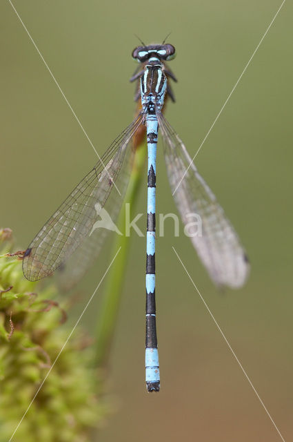 Speerwaterjuffer (Coenagrion hastulatum)