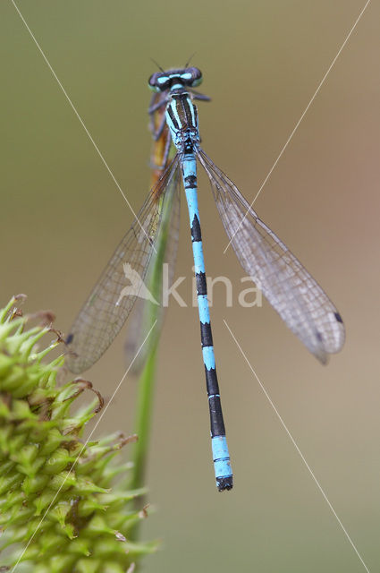 Speerwaterjuffer (Coenagrion hastulatum)