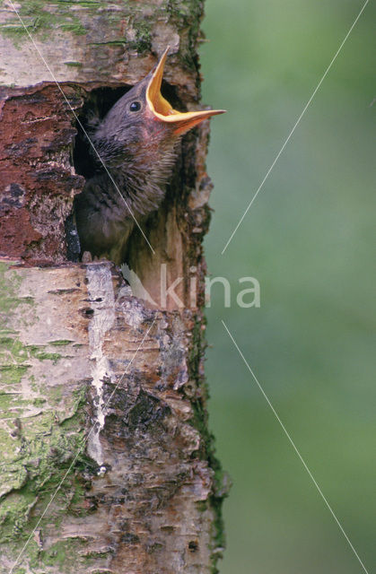 Spreeuw (Sturnus vulgaris)