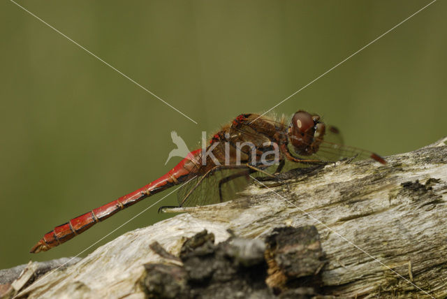 Steenrode heidelibel (Sympetrum vulgatum)