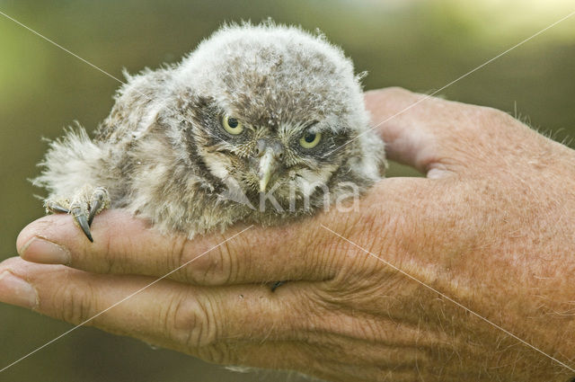 Steenuil (Athene noctua)