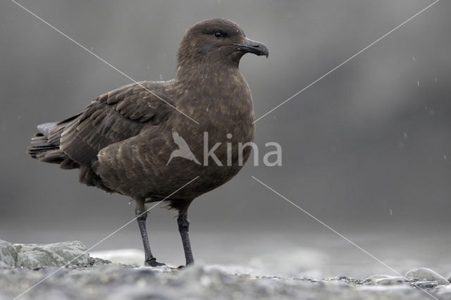 Subantarctische Grote Jager (Stercorarius antarctica)