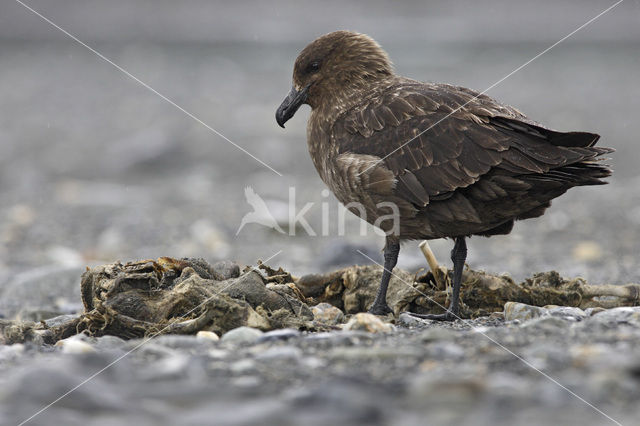 Subantarctische Grote Jager (Stercorarius antarctica)