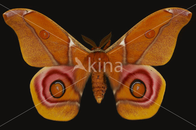 Suraka Silk Moth (Antherina suraka)