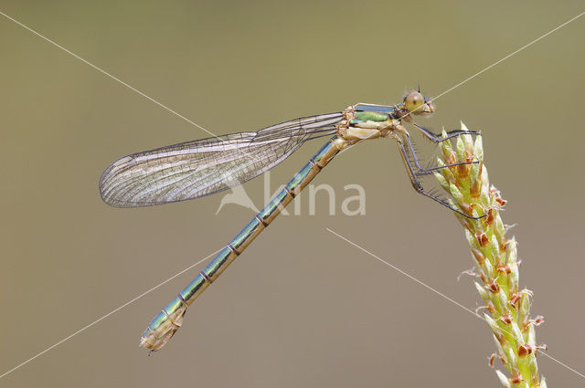 Tangpantserjuffer (Lestes dryas)