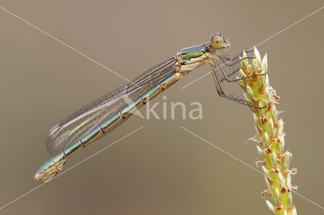 Tangpantserjuffer (Lestes dryas)