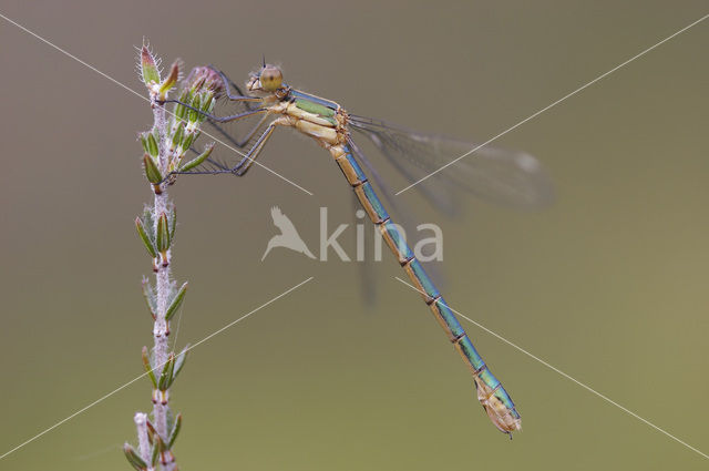 Tangpantserjuffer (Lestes dryas)