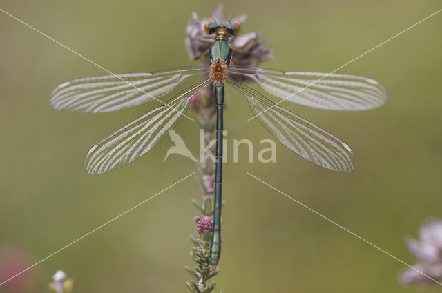 Tangpantserjuffer (Lestes dryas)