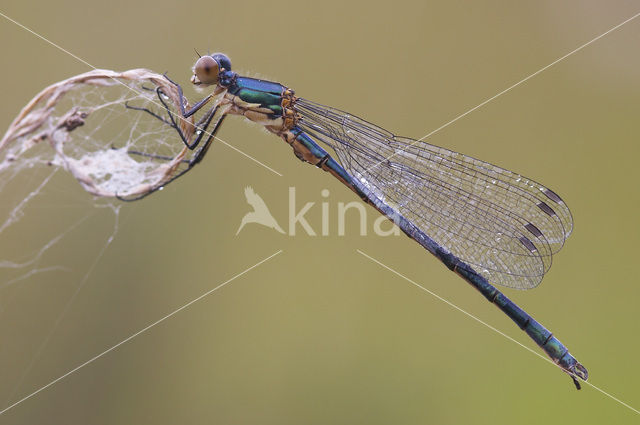 Tangpantserjuffer (Lestes dryas)