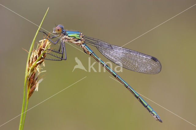 Tangpantserjuffer (Lestes dryas)