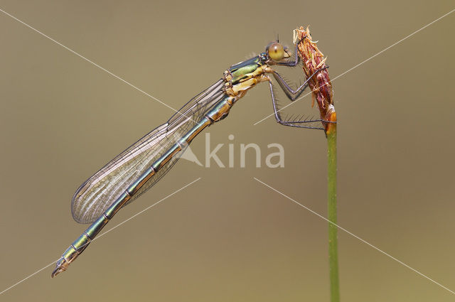 Tangpantserjuffer (Lestes dryas)