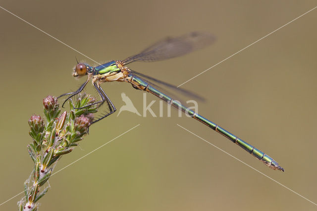 Tangpantserjuffer (Lestes dryas)