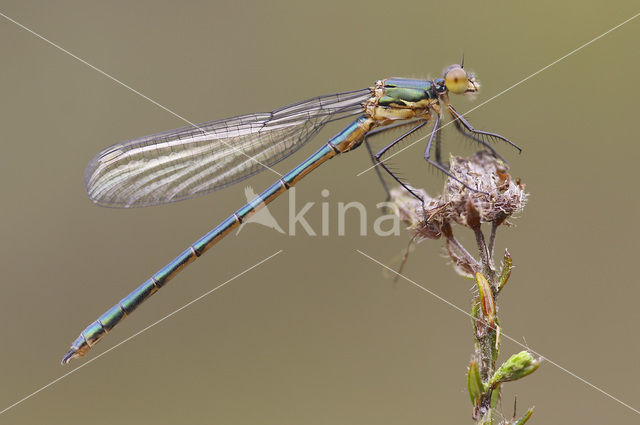 Tangpantserjuffer (Lestes dryas)