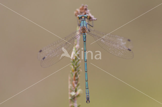 Tangpantserjuffer (Lestes dryas)