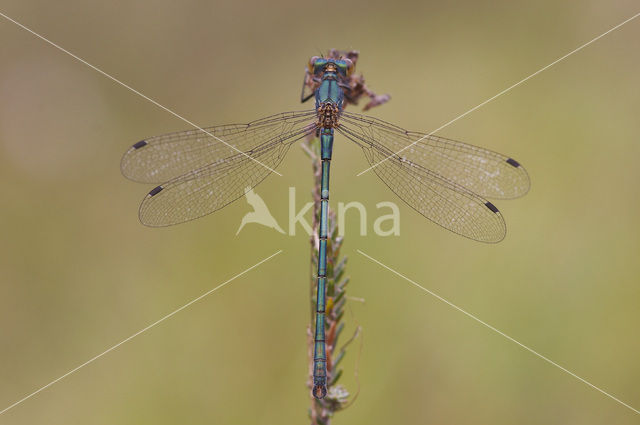 Tangpantserjuffer (Lestes dryas)