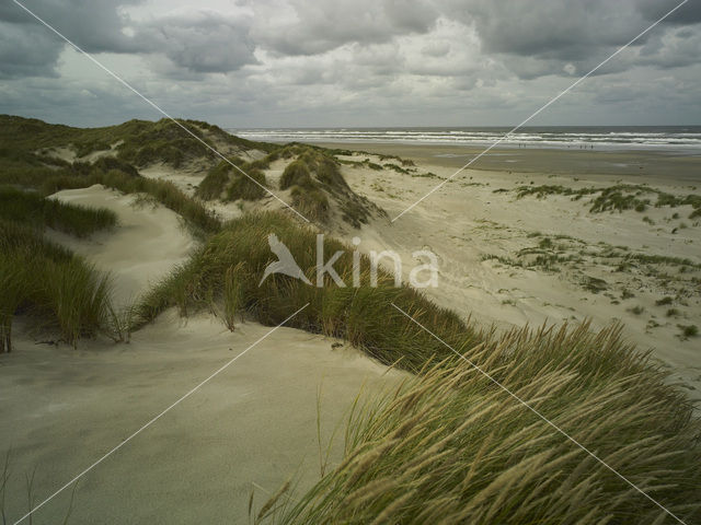 Terschelling