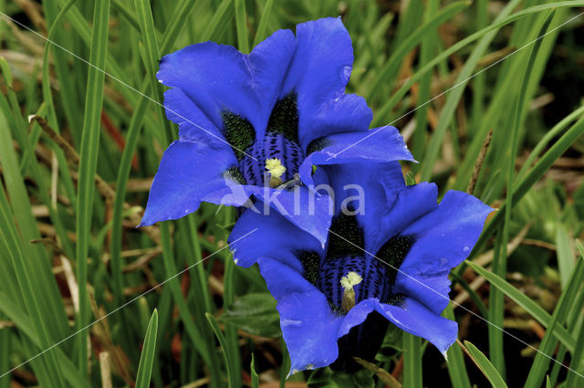 Trompet gentiaan (Gentiana clusii)