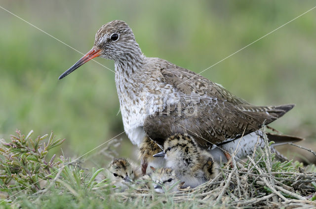 Common Redshank (Tringa totanus)