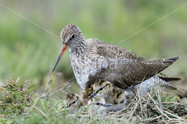 Common Redshank (Tringa totanus)