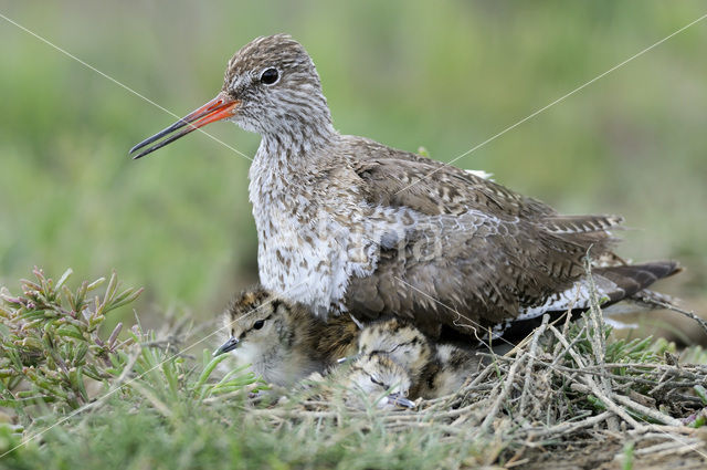 Common Redshank (Tringa totanus)