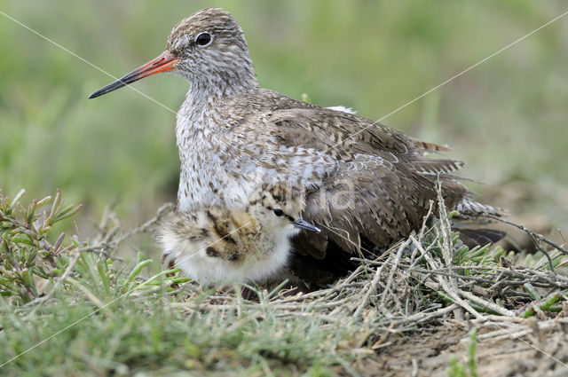 Common Redshank (Tringa totanus)