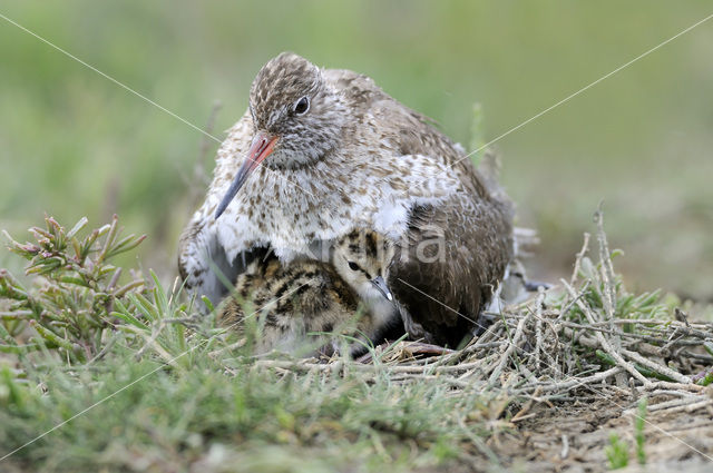 Common Redshank (Tringa totanus)