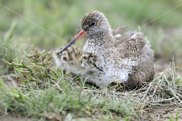 Tureluur (Tringa totanus)