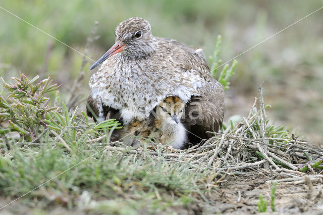 Tureluur (Tringa totanus)