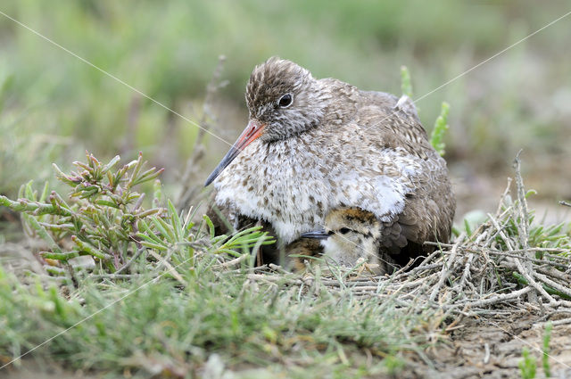 Common Redshank (Tringa totanus)