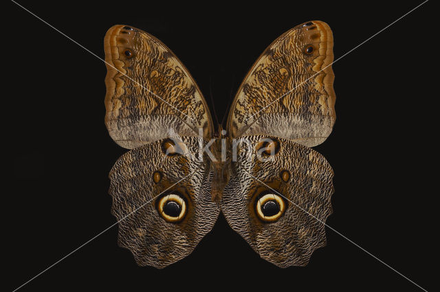 Owl Butterfly (Caligo memnon)