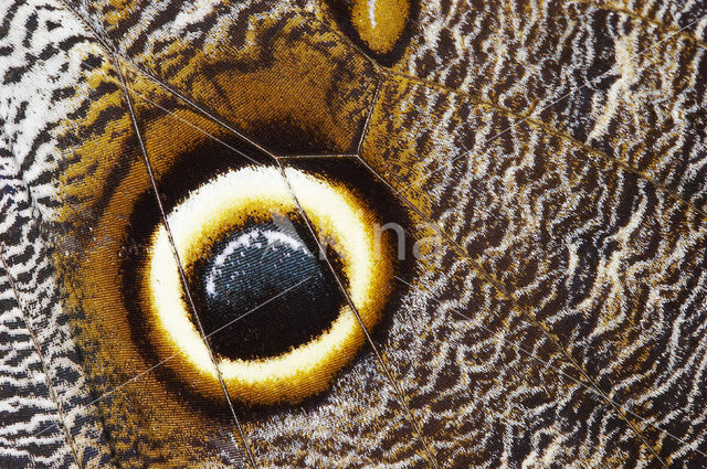 Owl Butterfly (Caligo memnon)