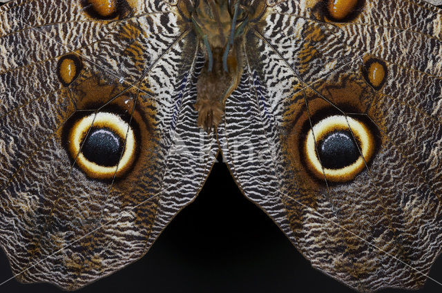 Owl Butterfly (Caligo memnon)