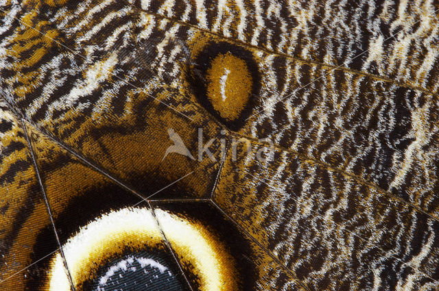 Owl Butterfly (Caligo memnon)