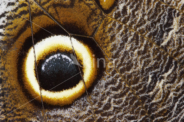 Owl Butterfly (Caligo memnon)