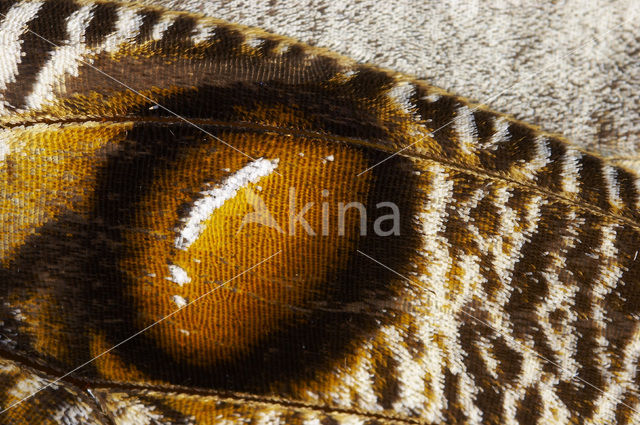 Owl Butterfly (Caligo memnon)