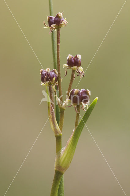 Veenbloembies (Scheuchzeria palustris)